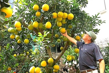 Chiêm ngưỡng những cây bưởi cảnh trăm quả, giá vài chục triệu đồng