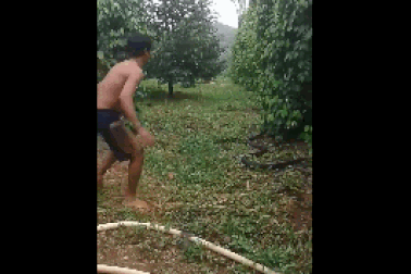 Clip dùng tay không bắt rắn hổ mang “khủng” khiến dân mạng rùng mình