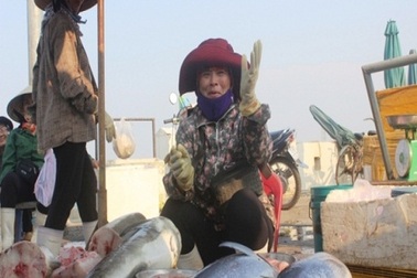 Quảng Bình: Lập nhiều điểm bán hải sản sạch phục vụ người dân