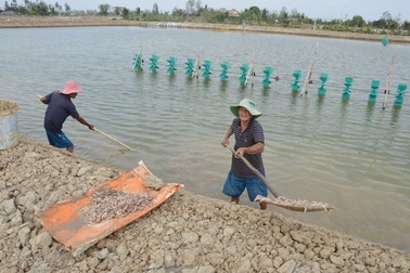 Vụ ném thuốc độc làm chết hàng triệu con tôm: Khởi tố vụ án