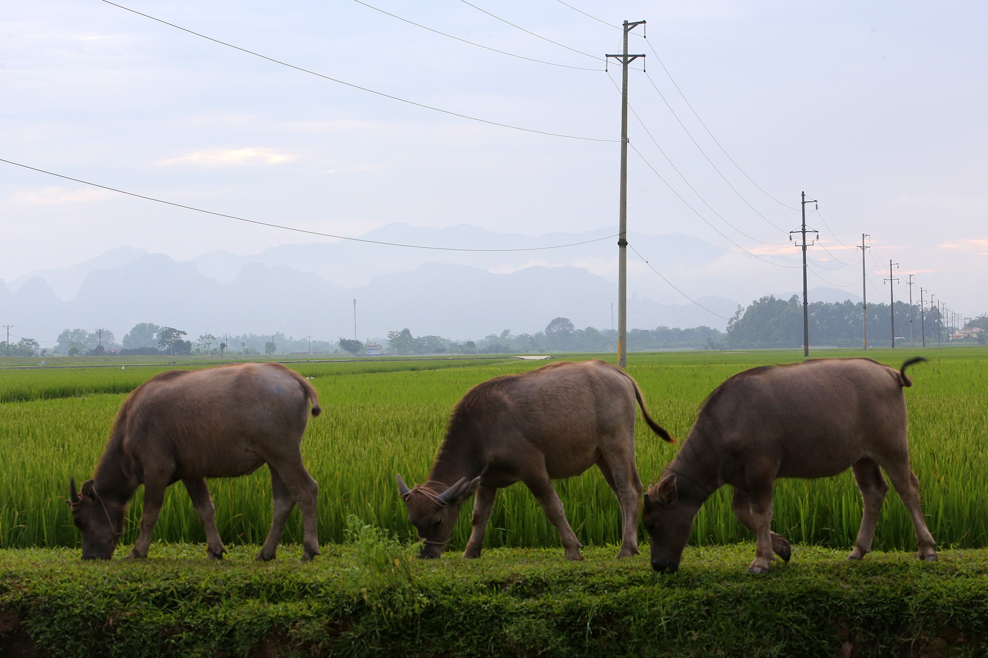 Đẹp nao lòng cảnh chiều muộn ở vùng thôn quê thanh bình giữa Hà Nội - 10