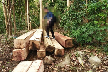 Lâm tặc mở “công trường” khai thác gỗ khủng