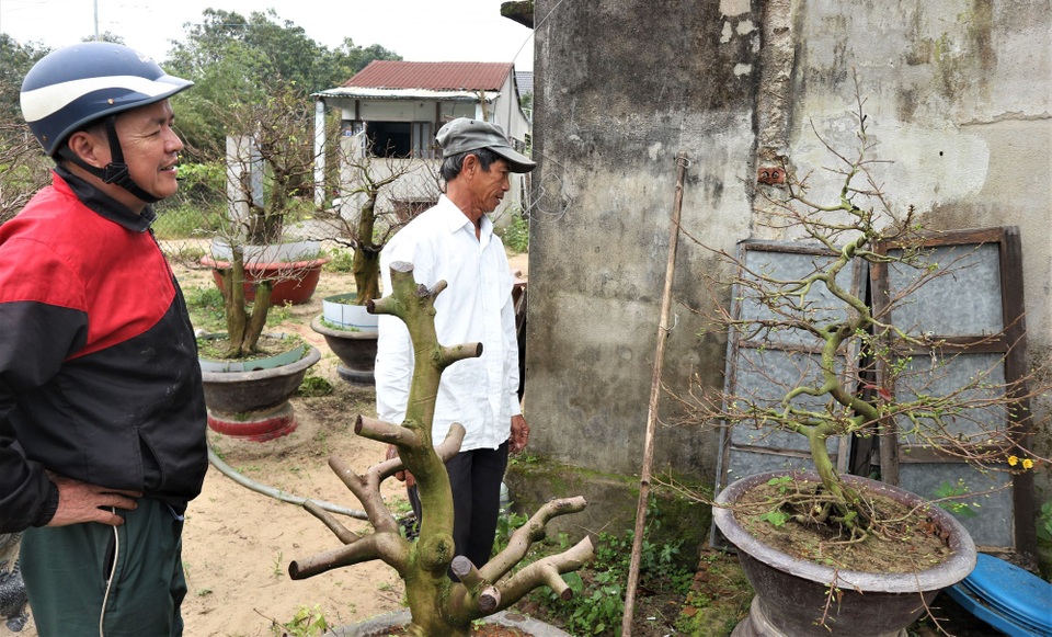 Quảng Nam: Dịch vụ cho thuê mai chơi Tết tất bật dịp cuối năm - 6 Quảng Nam: Dịch vụ cho thuê mai chơi Tết tất bật dịp cuối năm - 6