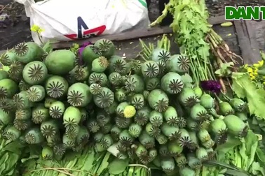 Cây anh túc được bày bán tràn lan giữa chợ