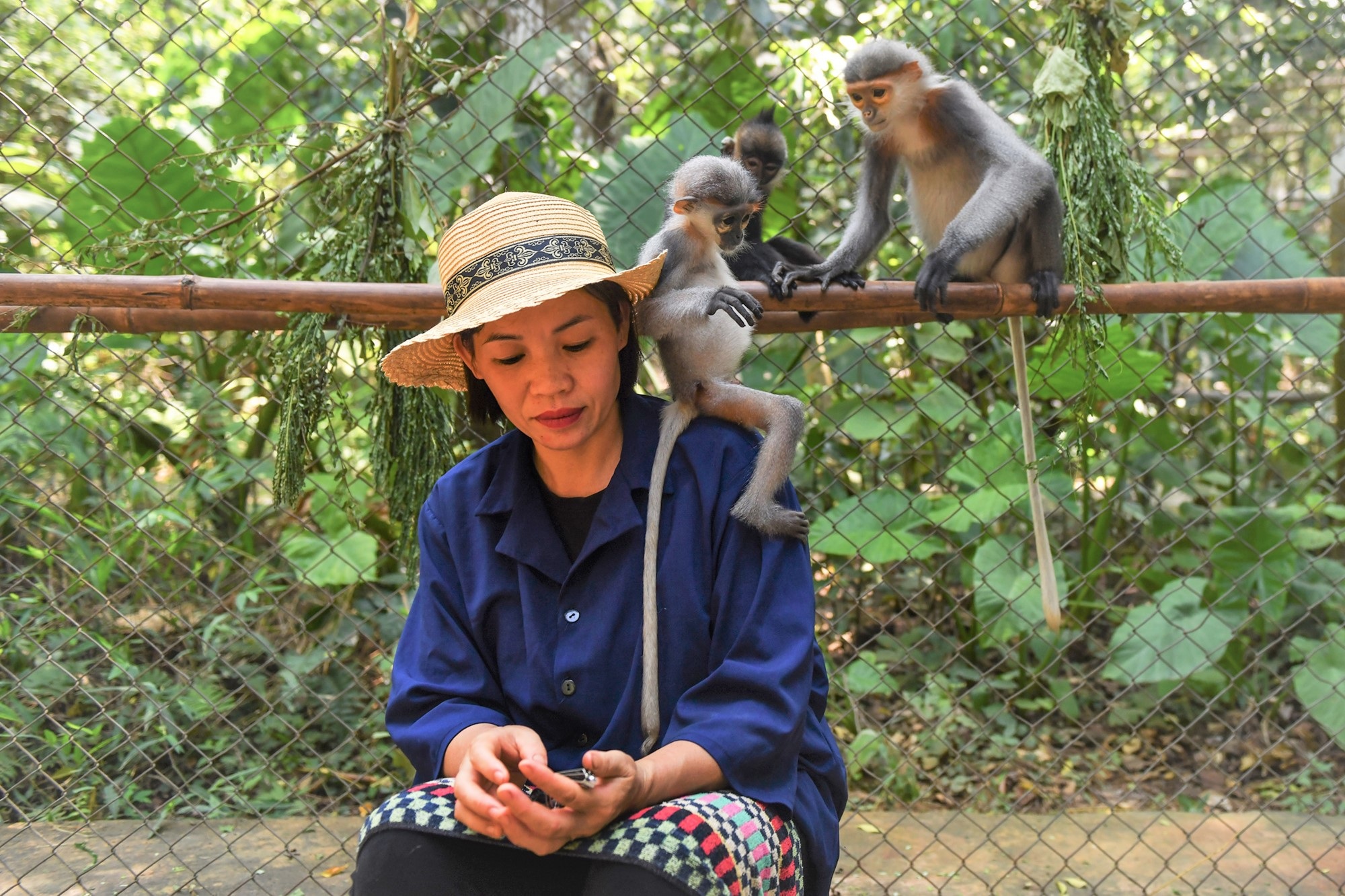 Ratu Primat di pusat menyelamat terbesar di Vietnam - 13 Nữ hoàng linh trưởng trong trung tâm cứu hộ lớn nhất Việt Nam - 13