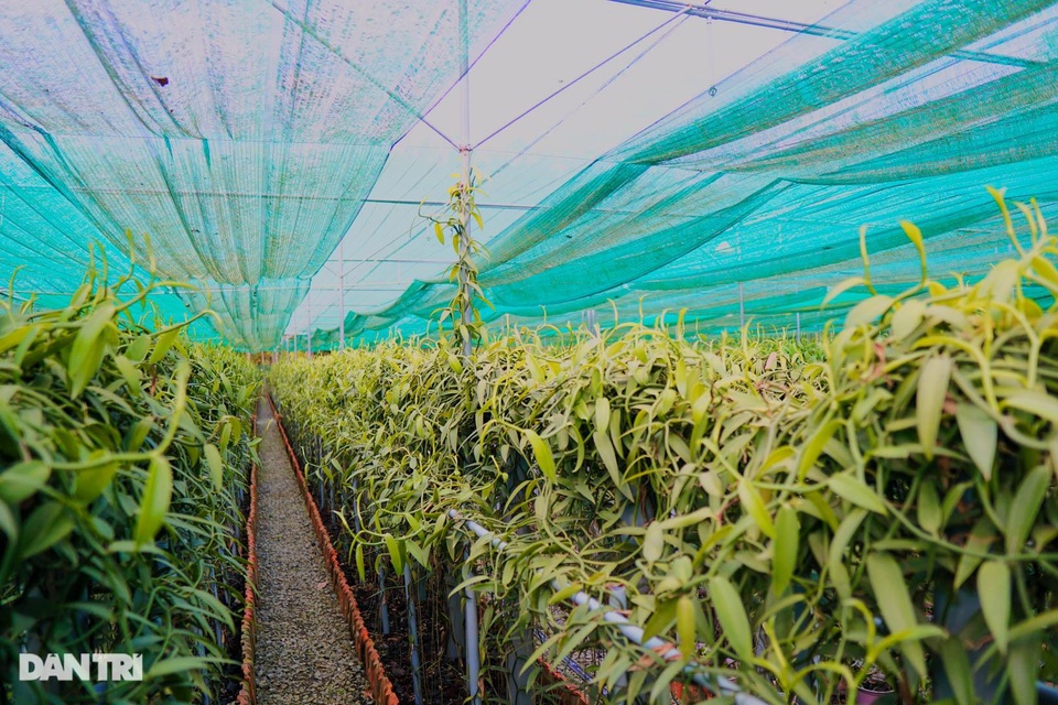 Người nông dân Bình Dương thuần hóa cây lạ cho loại quả 20 triệu đồng/kg - 1 Người nông dân Bình Dương thuần hóa cây lạ cho loại quả 20 triệu đồng/kg - 1