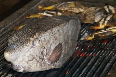 Những đặc sản siêu “độc” từ 4 loài cá xấu xí