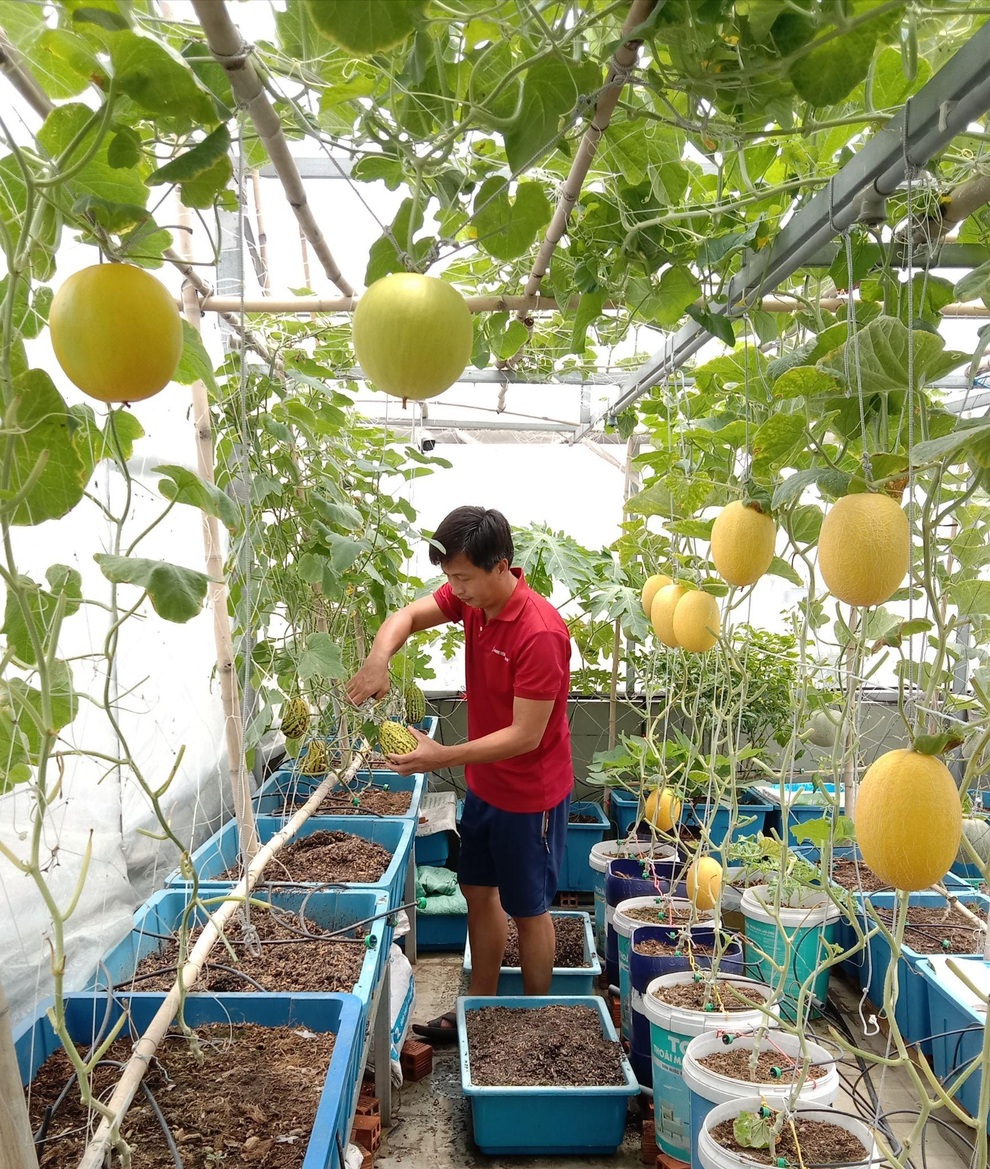 Ông bố mát tay làm vườn dưa lưới, thu hoạch 150kg/vụ ở Sài Gòn - 6