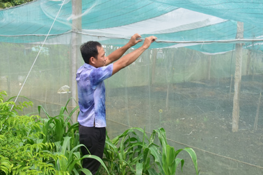 Thanh niên 8X “đời cuối” bỏ nghề điện lạnh về quê trồng rau sạch