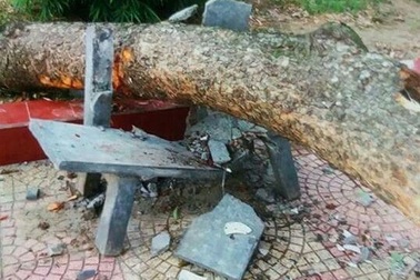 Phó hiệu trưởng tử vong vì bị cây gãy đè vào người