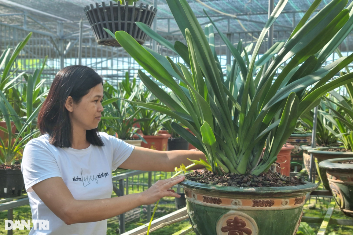 Bỏ nghề giáo về trồng lan rừng, thu lãi tiền tỷ mỗi năm - 4 Bỏ nghề giáo về trồng lan rừng, thu lãi tiền tỷ mỗi năm - 4
