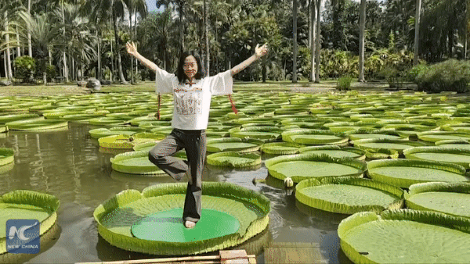 Lá hoa súng lớn nhất thế giới có thể đỡ người nặng 50 kg mà không chìm - 2 Lá hoa súng lớn nhất thế giới có thể đỡ người nặng 50 kg mà không chìm - 2