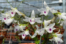 Mất hơn 4 tỷ đồng một tháng vì lan đột biến: Bài học đau đớn của một 9X