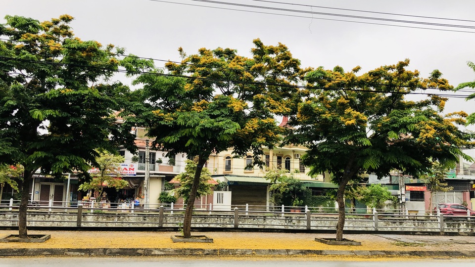 Mùa hoa Giáng Hương rực rỡ thành Vinh - 4 Mùa hoa Giáng Hương rực rỡ thành Vinh - 4