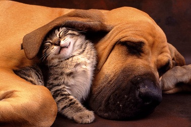 Ai bảo "ghét nhau như chó với mèo"?