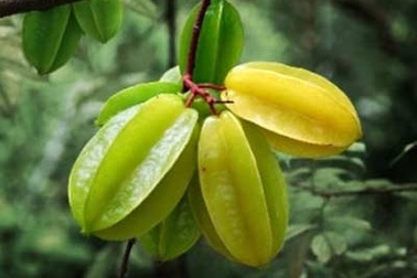 Trị nhiệt miệng với các thảo dược quen thuộc