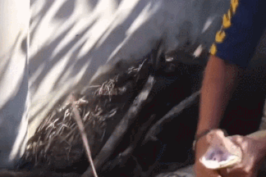 Trăn "khủng" dài gần 5m chống trả quyết liệt khi bị bắt giữ