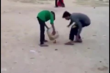 Suýt giết chết con chó vì nghịch pháo