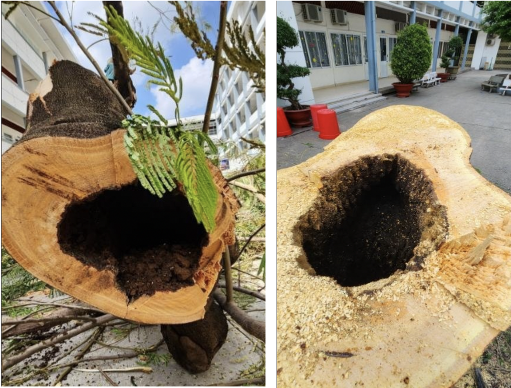 Chặt bỏ cây xanh lâu đời, nhà trường phát hiện sự thật kinh hãi - 4 Chặt bỏ cây xanh lâu đời, nhà trường phát hiện sự thật kinh hãi - 4