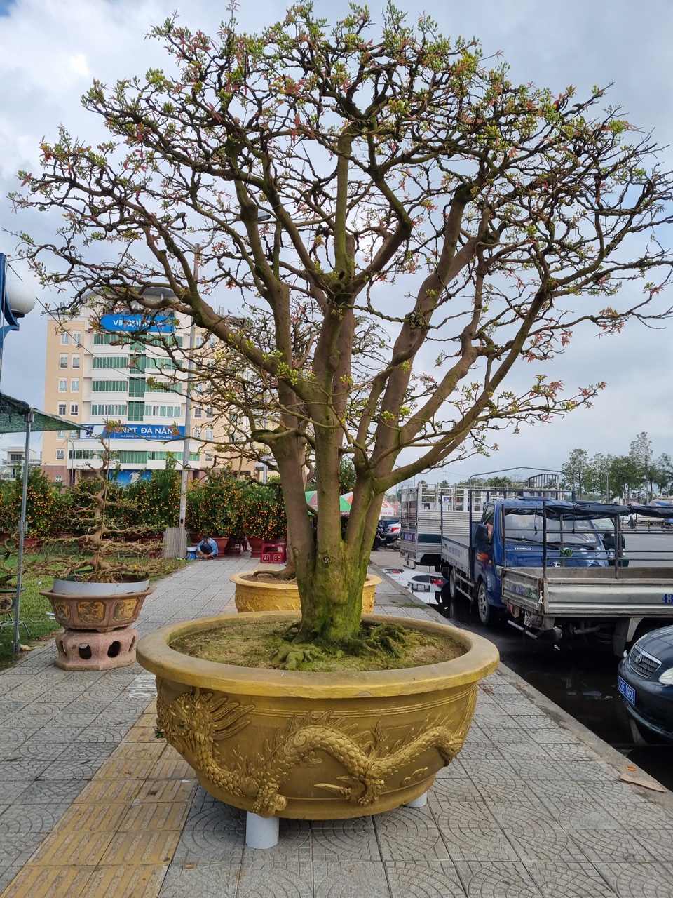 Chiêm ngưỡng hàng mai cổ thụ tại chợ hoa Tết Đà Nẵng - 2 Chiêm ngưỡng hàng mai cổ thụ tại chợ hoa Tết Đà Nẵng - 2