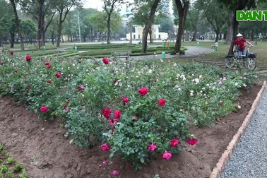 Công viên Thống Nhất thay thế 10.000 cây hồng vào vị trí hàng rào vừa phá