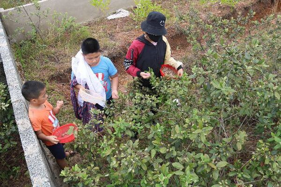 Hà Tĩnh: Người dân đổ xô đi hái sim, bỏ túi vài trăm nghìn đồng/ngày - 10 Hà Tĩnh: Người dân đổ xô đi hái sim, bỏ túi vài trăm nghìn đồng/ngày - 10