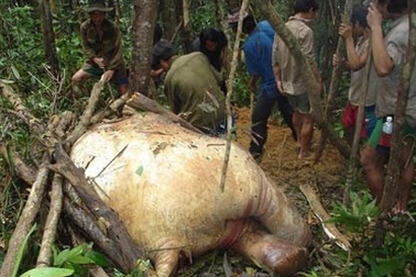 Voi 70 tuổi của một đoàn xiếc bị chết 