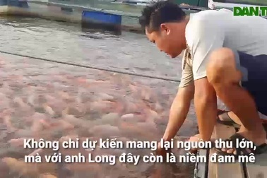 Đã mắt ngắm đàn cá điêu hồng "nhảy múa" trước giờ ăn