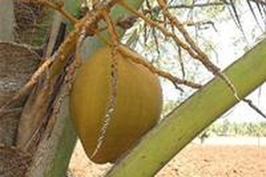 Nước dừa - vị thuốc kỳ diệu