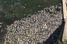 Hà Nội: Cá chết hàng loạt ở hồ điều hòa Yên Sở