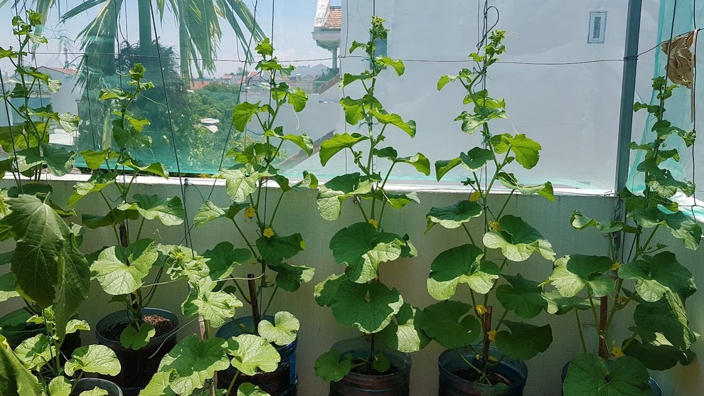 Nhóm bạn rủ nhau làm vườn sân thượng nhiều giống lạ, thu hoạch mỏi tay - 5