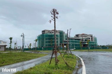 Hàng loạt cây xanh chết khô tại các dự án trọng điểm