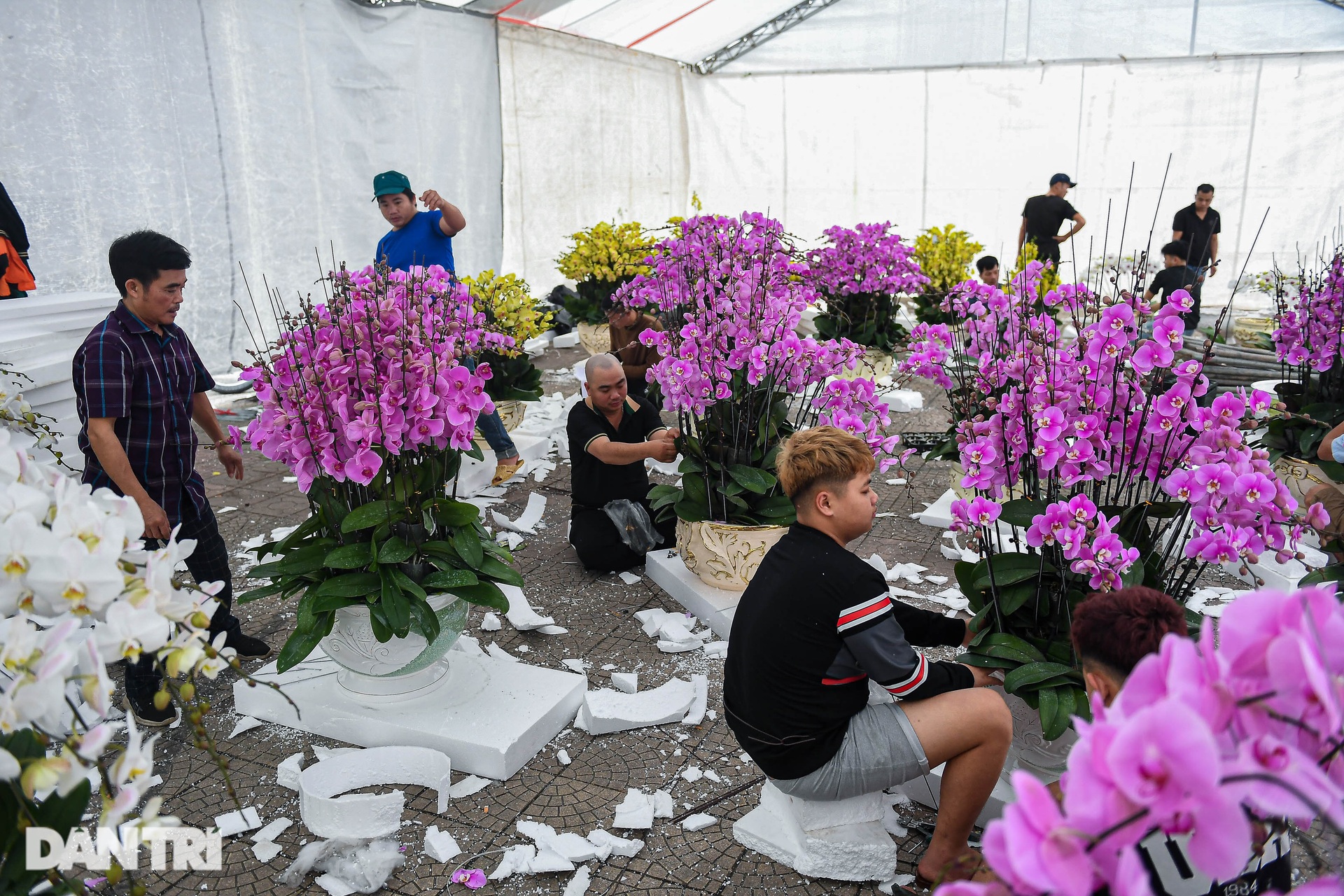 Cắm hoa lan thuê dịp Tết, bỏ túi cả triệu đồng một ngày ở Hà Nội - 1 Cắm hoa lan thuê dịp Tết, bỏ túi cả triệu đồng một ngày ở Hà Nội - 1