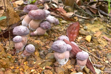 Người dân đổ xô đi hái loại nấm chỉ mọc 5 ngày sau mưa rồi lụi tàn