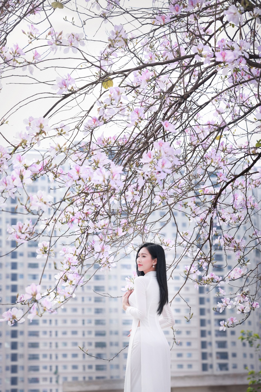 Dạo bước dưới hàng hoa ban thơ mộng ở Thủ đô - 9 Dạo bước dưới hàng hoa ban thơ mộng ở Thủ đô - 9