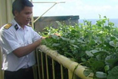 Lên vườn rau giữa trời, giữa biển