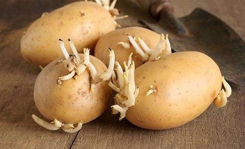 Những chất độc từ thức ăn thực vật - 8 Những chất độc từ thức ăn thực vật - 8