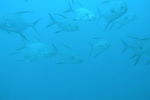 Nhiều động vật ở đại dương tồn tại nhờ có cách ngụy trang