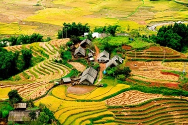 Những ruộng lúa chín vàng xứ Bắc đẹp đến nao lòng