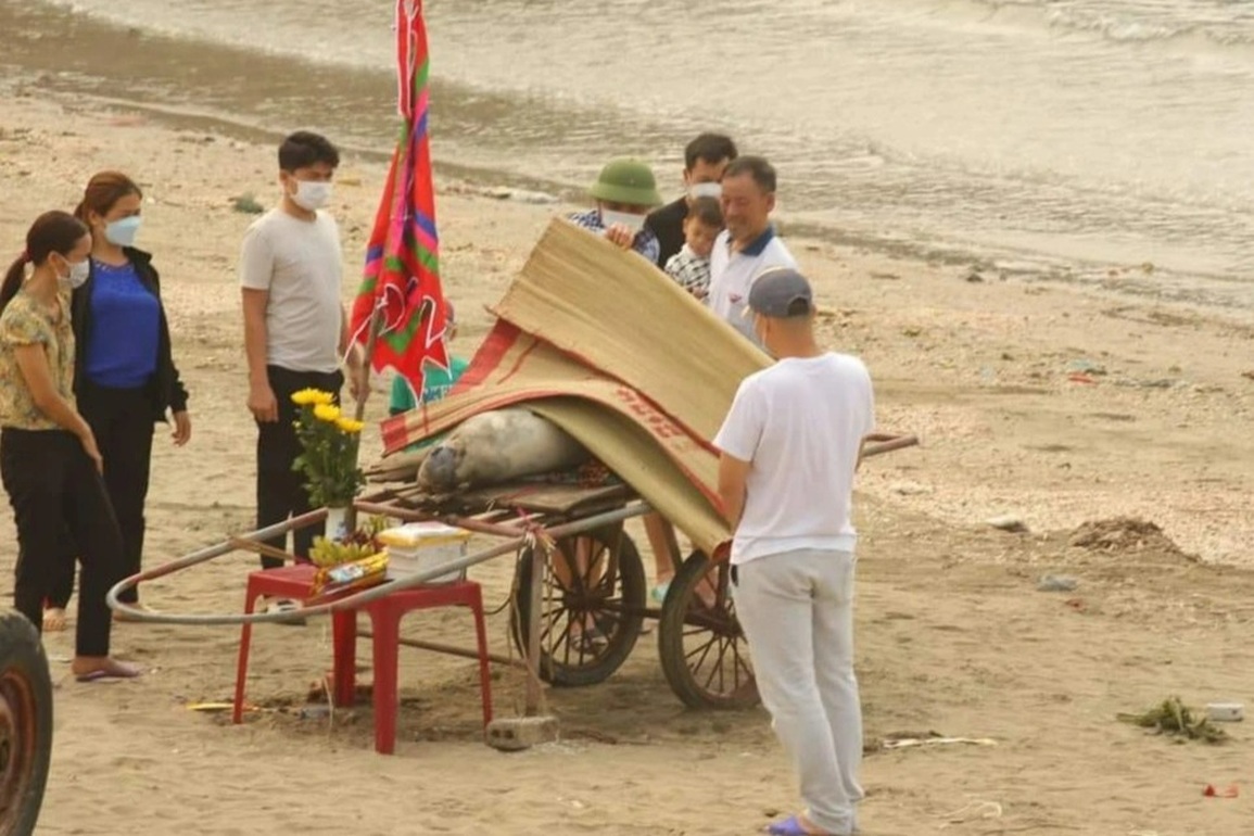 Cá voi chết dạt vào bờ, ngư dân lập đàn cúng và chôn cất - 1 Cá voi chết dạt vào bờ, ngư dân lập đàn cúng và chôn cất - 1
