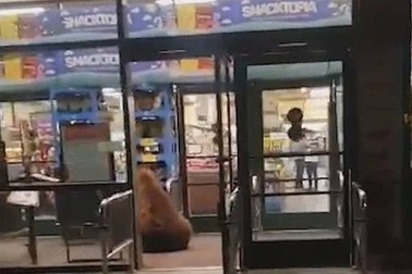 Gấu liều lĩnh mò vào cửa hàng trộm bim bim lúc nửa đêm
