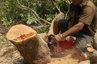 Đốn nhãn bán... củi vì dịch bệnh chổi rồng