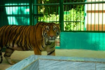 Ngôi nhà mới của 7 chú hổ giữa rừng nguyên sinh Phong Nha - Kẻ Bàng