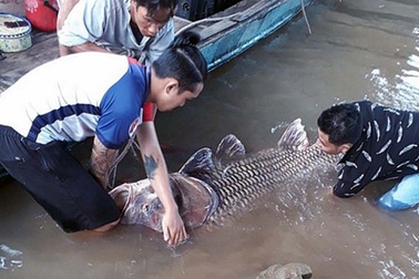 Ngư dân bắt được cá hô “khủng” 125kg, bán gần 300 triệu