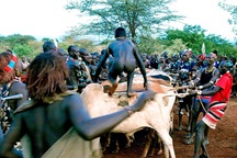 Lạ lùng bộ tộc đàn ông phải khỏa thân nhảy qua lưng bò để... lấy được vợ