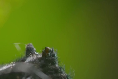 Khó tin cảnh nhện phóng tơ xa 25 mét làm cầu qua sông