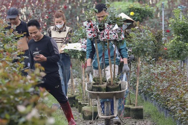 Vùng trồng hoa Mê Linh hối hả vào vụ Tết