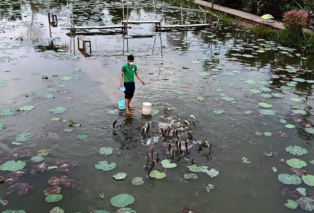 Đến Đồng Tháp đã mắt với trò xem... cá lóc bay - 2