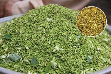 Phát hiện hoạt chất quý ngừa tai biến có trong hoa hòe