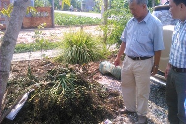 Ồ ạt thu gom cau non bán sang Trung Quốc